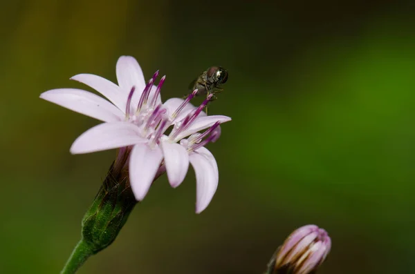 Leť na květině Perezia recurvata. — Stock fotografie