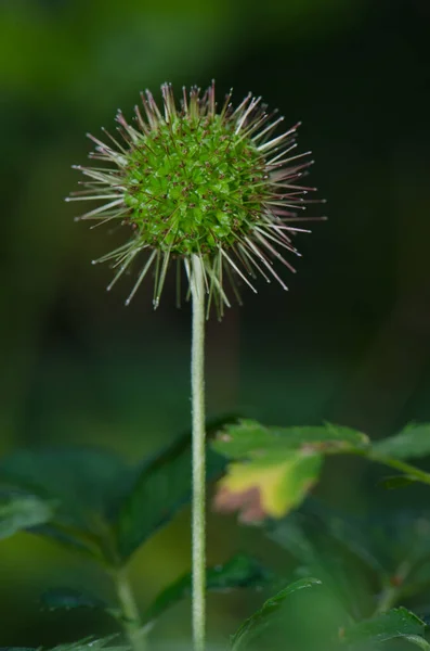 Acaena Argentea 'nın meyveli evresi. Conguillio Ulusal Parkı. — Stok fotoğraf