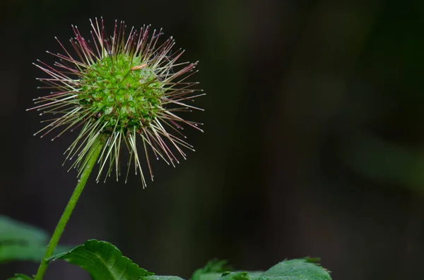 Fruit stadium van Acaena argentea. Nationaal park Conguillio. — Stockfoto