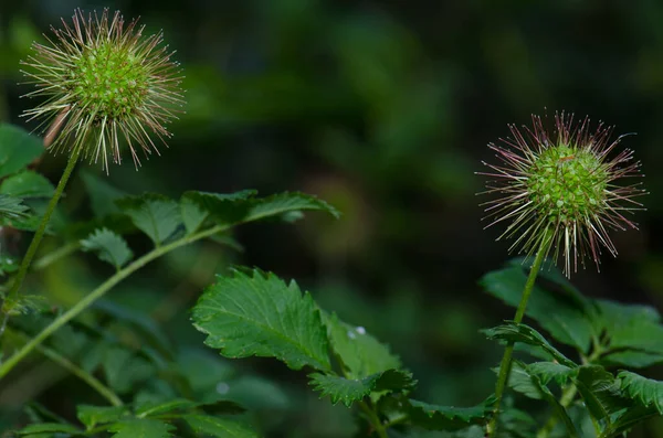 Ovocná stádia Acaena argentea. Národní park Conguillio. — Stock fotografie