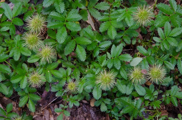 Stades de fructification d'Acaena argentea. Parc national Conguillio . — Photo