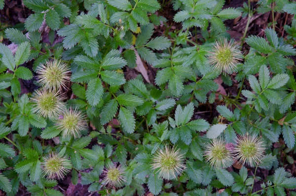 Acaena Argentea 'nın meyveli aşamaları. Conguillio Ulusal Parkı. — Stok fotoğraf