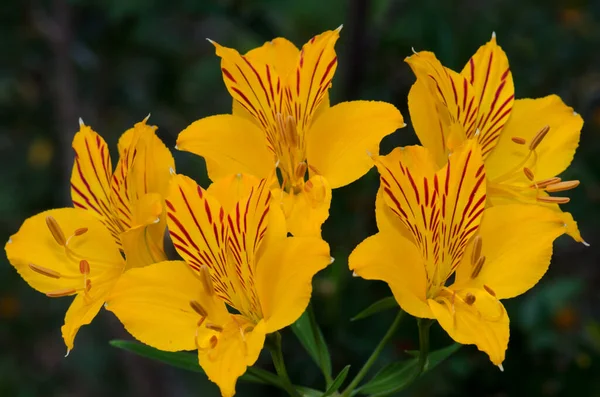 Flores de Lirio Peruano en el Parque Nacional Conguillio . —  Fotos de Stock