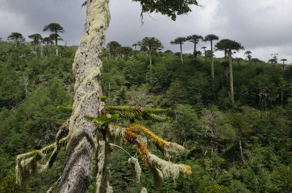 Bosque con árboles rompecabezas mono Araucaria araucana . — Foto de Stock