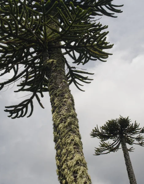 Árboles rompecabezas mono Araucaria araucana en el Parque Nacional Conguillio . — Foto de Stock