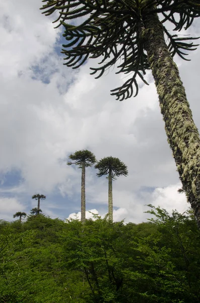 Scrubland con los árboles del rompecabezas del mono Araucaria araucana . — Foto de Stock
