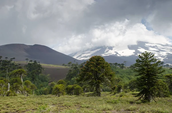 Volcan Llaima couvert de nuages et de singes puzzle arbres . — Photo