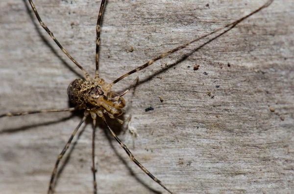 Araignée tigre chilienne dans le parc national du Conguillio . — Photo