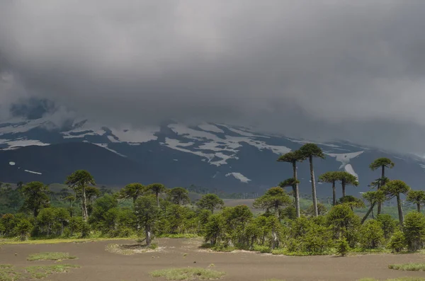 Vulcão de Llaima coberto por nuvens e árvores de quebra-cabeças de macacos . — Fotografia de Stock