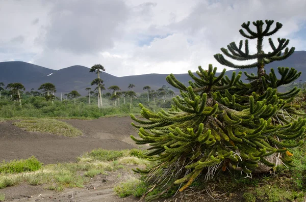 Scrubland με μαϊμού δέντρα παζλ Araucaria araucana. — Φωτογραφία Αρχείου