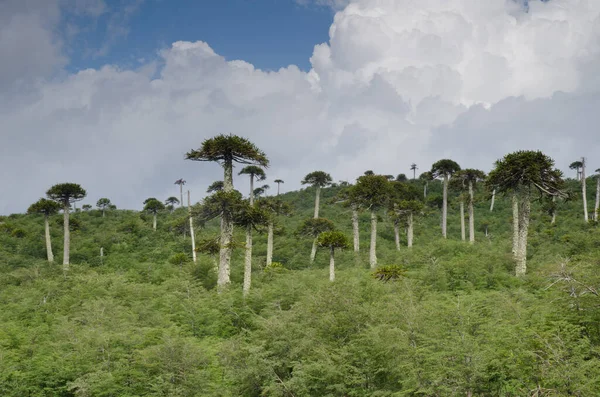 Scrubland com árvores de quebra-cabeça macaco Araucaria araucana . — Fotografia de Stock