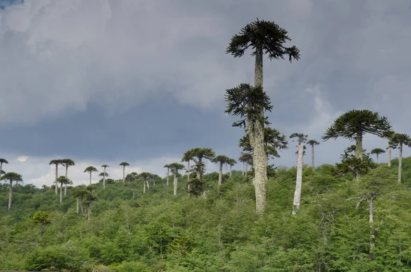 Scrubland com árvores de quebra-cabeça macaco Araucaria araucana . — Fotografia de Stock
