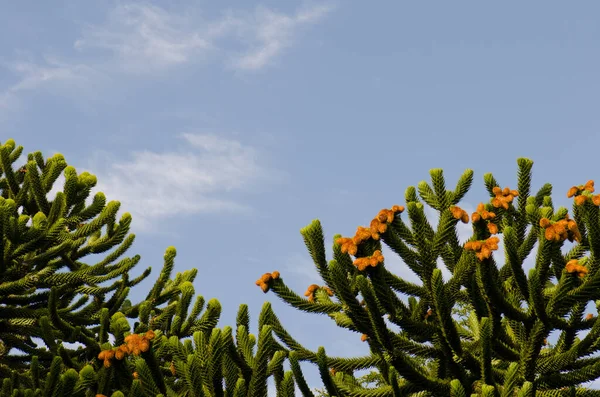 Árboles de rompecabezas mono en el Parque Nacional Conguillio . — Foto de Stock