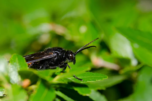 Osa męska Elaphroptera scoliaeformis na krzewie Escallonia leucantha. — Zdjęcie stockowe