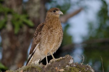 Chimango Caracara Milvago Şempanzesi Conguillio Ulusal Parkı 'nda.