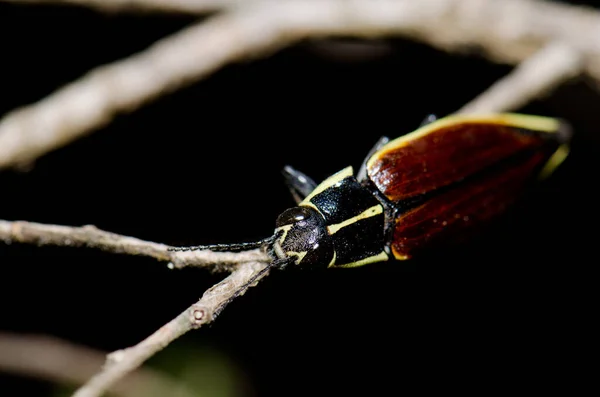 Escarabajo en una sucursal en el Parque Nacional Conguillio . — Foto de Stock