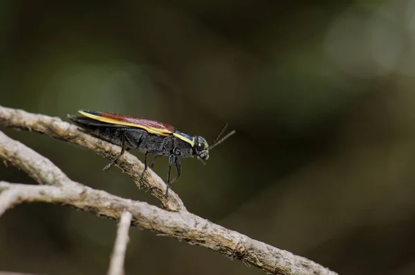 Coléoptère sur une branche dans le parc national de Conguillio . — Photo