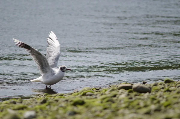 Brown-hooded gull flapping wings in the coast.