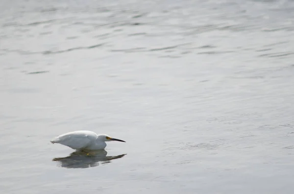 Egretta thula nevosa nella costa . — Foto Stock