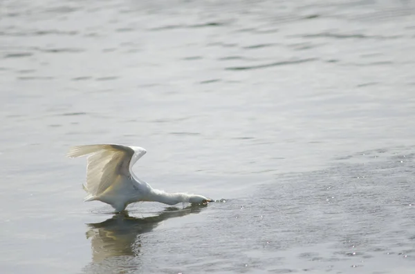 Снежная цапля Egretta thula на побережье . — стоковое фото