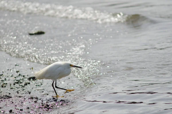 Aigrette neigeuse Egretta thula sur la côte . — Photo