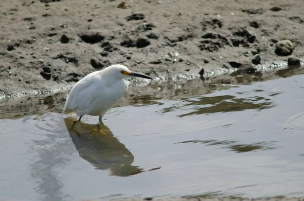 Seidenreiher Egretta thula an der Küste. — Stockfoto