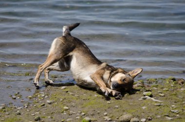 Köpek köpek köpek lupus aşinalığı yeri tırmalıyor..
