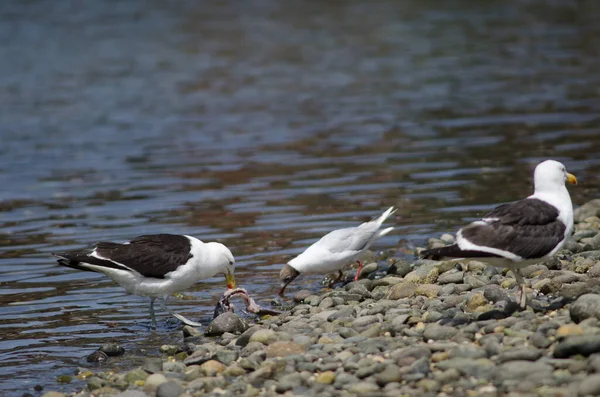 Gaviota de capucha marrón y gaviota algas comiendo un pescado . — Foto de Stock