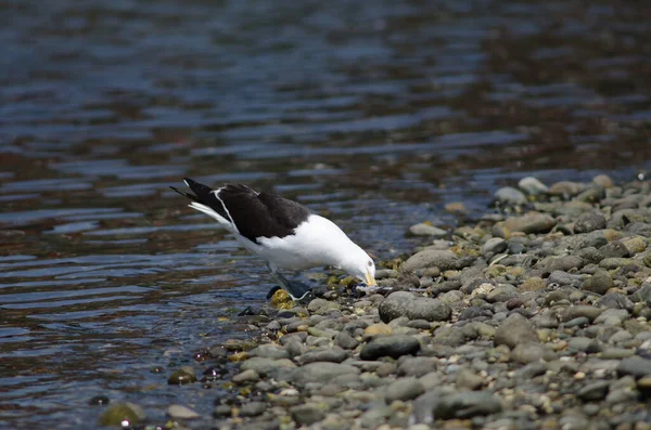 Yosun martısı Larus Dominicanus balık yiyor.. — Stok fotoğraf