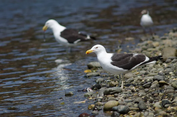 Goéland varech Larus dominicanus sur la côte . — Photo