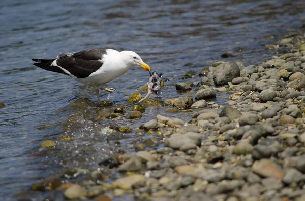 Yosun martısı Larus Dominicanus balık yiyor.. — Stok fotoğraf