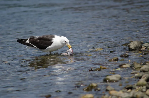 Kelpmeeuw Larus dominicanus eet een vis. — Stockfoto