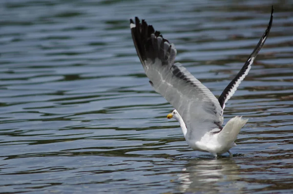 Kelp sirály Larus dominicanus repül a vízen. — Stock Fotó