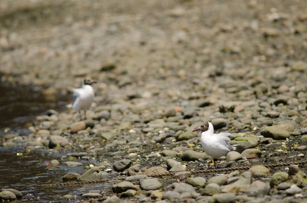 Gaivotas de capuz castanho Chroicocephalus maculipennis na costa . — Fotografia de Stock