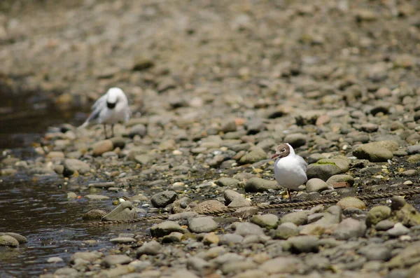 Gaivotas de capuz castanho Chroicocephalus maculipennis na costa . — Fotografia de Stock