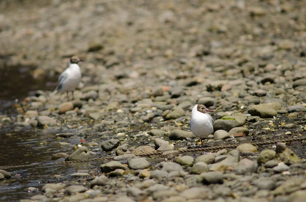 Gaivotas de capuz castanho Chroicocephalus maculipennis na costa . — Fotografia de Stock