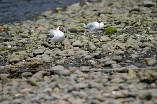 Mewy w brązowej bluzie Chroicocephalus maculipennis na wybrzeżu. — Zdjęcie stockowe