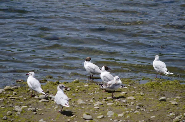 Adultos y juveniles de gaviotas de capucha marrón Chroicocephalus maculipennis . — Foto de Stock