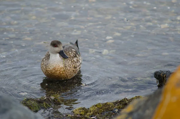 Puerto Natales sahilinde Patagonya armalı ördek. — Stok fotoğraf
