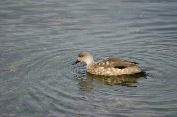 Pato de cresta patagónica en la costa de Puerto Natales . — Foto de Stock