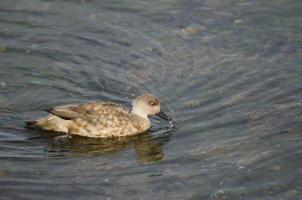 Canard crêpé de Patagonie sur la côte de Puerto Natales . — Photo