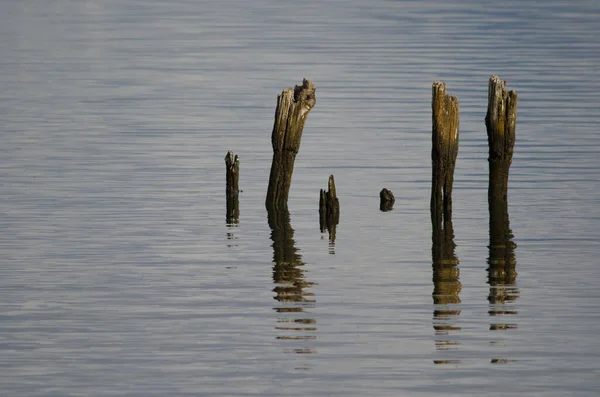 Wooden poles in the coast of Puerto Natales. — Stock Photo, Image