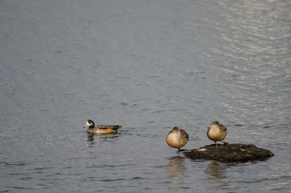 Mężczyzna Chiloe wigeon w lewo i Patagonian crested kaczki w prawo. — Zdjęcie stockowe