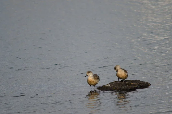 位于纳塔莱斯港海岸的巴塔哥尼亚黄鸭. — 图库照片