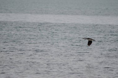 İmparatorluk sevdalısı Leucocarbo atriceps denizin üzerinde uçuyor.