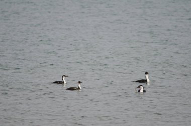 İmparatorluk denizde leucocarbo atriceps beceriyor..