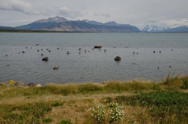 Puerto Natales 'ten Ultima Esperanza Körfezi' nde deniz manzarası.