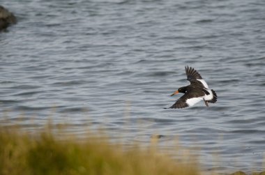 Juvenile Magellanic istiridye avcısı Haematopus leucopodus uçuyor..