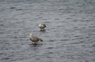 Yukarı Kazlar Chloephaga Picta denizde.