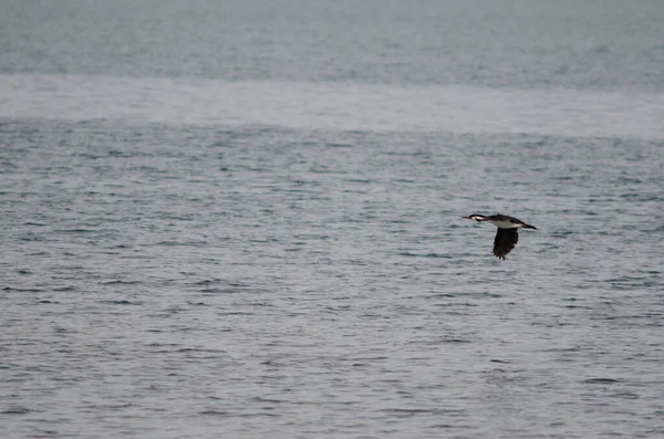 Imperial shag leucocarbo atriceps volando sobre el mar . — Foto de Stock